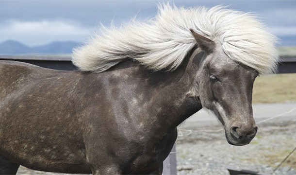 Through, tough, thorough, thought, trough, though don't rhyme, but pony and bologna do.