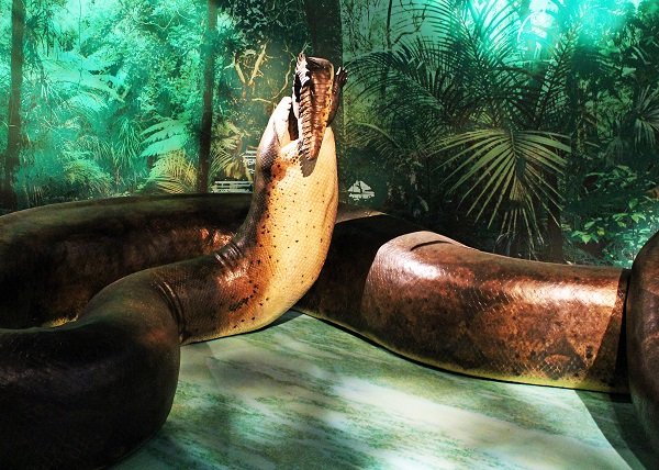 Tatanoboa.
The biggest snake ever…it grew up to 13 meters long and weighed more than a ton. They were found in the warm tropics and could squeeze the life out of pretty much anything with ease.