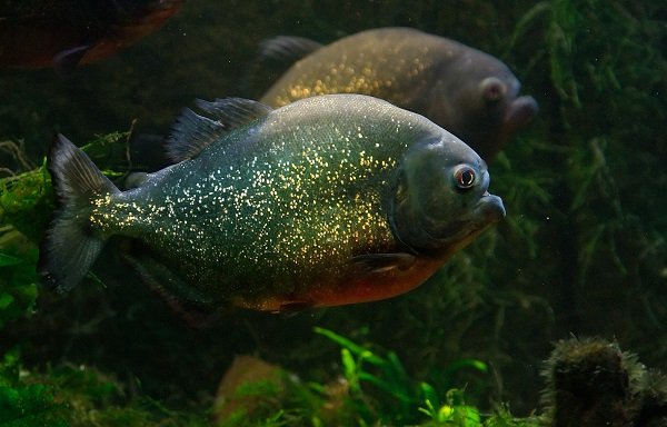 Megapiranha.
Just like the little meat eaters we have swimming around today, only about a meter long. Not down for a dip with them.