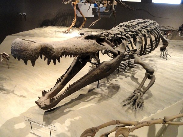 Purussaurus.
Purussaurus, or giant crocodiles lived in South America over 8 million years ago. They were about 13 meters long, which is twice as long as the biggest crocs you’ll find today.