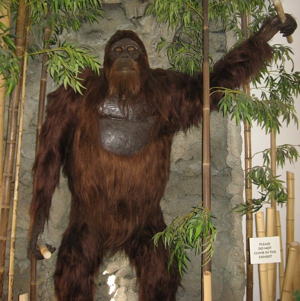 Gigantopithecus.
Up to 3 meters tall and 550 kgs in weight, this relative of the orangutan was a vegetarian, but still, a scary looking beast.