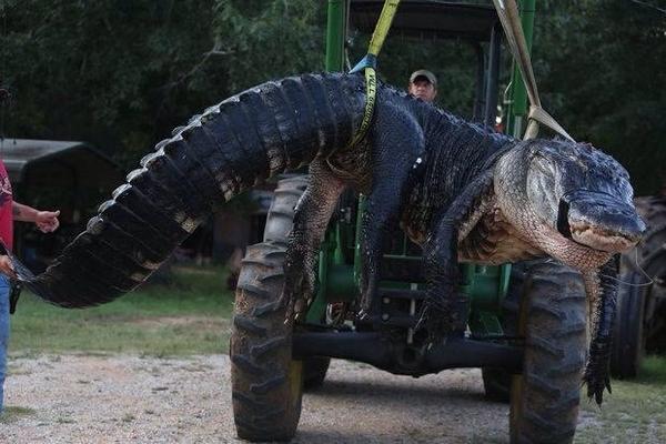 1,011.5 lb. alligator caught in Hilton Head Alabama