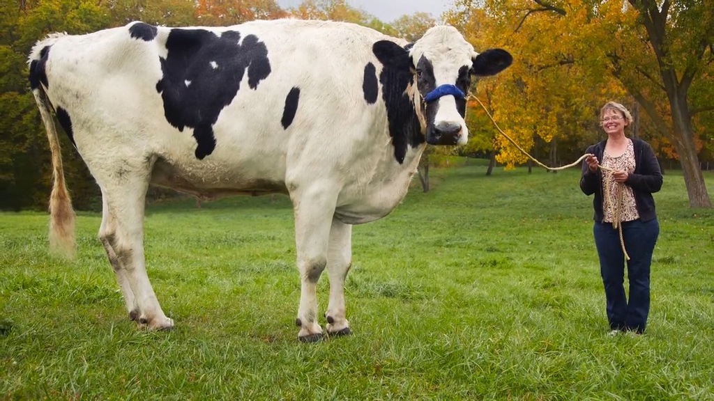 World Tallest Cow,, 6’2″ From Hoof to withers