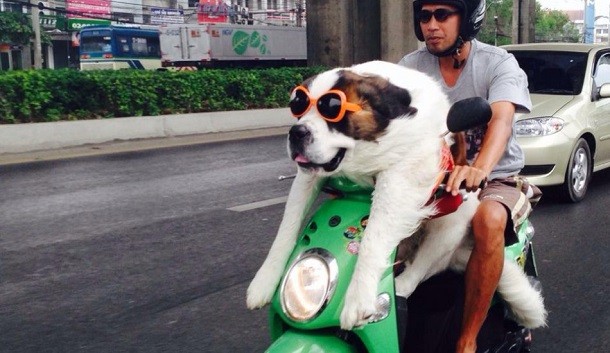 Ridiculous And Crazy Things Carried On Bikes