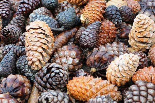 Use pine cones as natural mulch to keep dogs, cats, and other critters such as slugs and snails out of your flower beds and veggie garden.