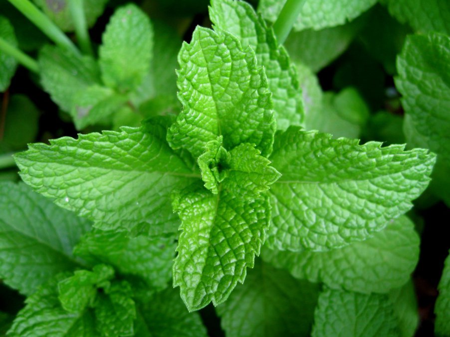 Mint.
Menthol lowers testosterone, so brush your teeth instead of chewing on a leaf.