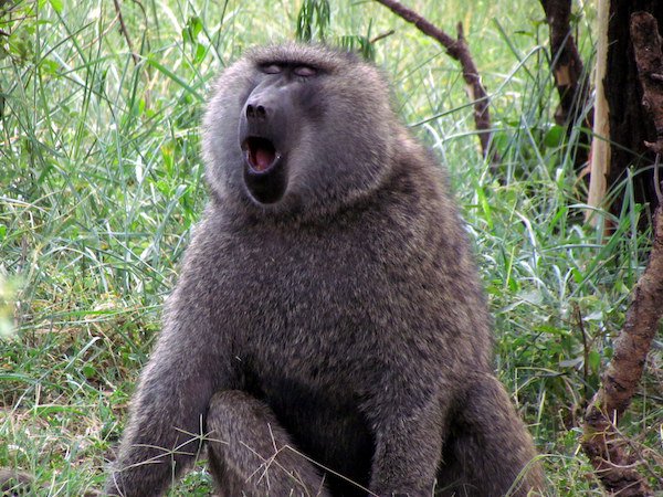 The alien’s iconic screams are in fact digitally altered baboon screeches.