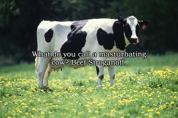 milk comes - What do you call a masturbating cow? Beef Stroganoff.