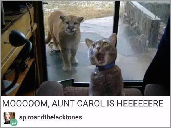 tumblr - aunt carol meme