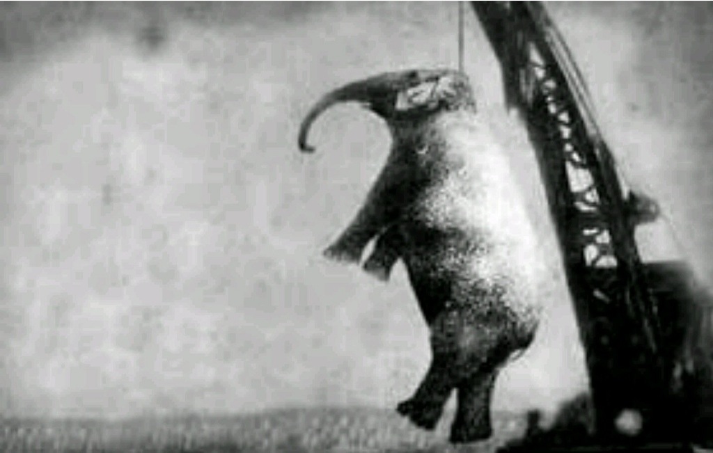 100 years ago, September 13, 1916, the city of Erwin, Tennessee had a circus elephant hanged for murder.

One witness recounted that he prodded her behind the ear with a hook after she reached down to nibble on a watermelon rind. She went into a rage, snatched Eldridge with her trunk, threw him against a drink stand and stepped on his head, crushing it.
Most accounts indicate that she calmed down afterward and didn’t charge the onlookers, who began chanting, “Kill the elephant! Let’s kill it.” Within minutes, local blacksmith Hench Cox tried to kill Mary, firing five rounds with little effect. Meanwhile, the leaders of several nearby towns threatened not to allow the circus to visit if Mary was included.
The circus owner, Charlie Sparks, reluctantly decided that the only way to quickly resolve the potentially ruinous situation was to kill the elephant in public. On the following day, a foggy and rainy September 13, 1916, Mary was transported by rail to Unicoi County, Tennessee, where a crowd of over 2,500 people (including most of the town’s children) assembled in the Clinchfield Railroad yard.
The elephant was hanged by the neck from a railcar-mounted industrial crane between four o’clock and five o’clock that evening. The first attempt resulted in a snapped chain, causing Mary to fall and break her hip as dozens of children fled in terror. The severely wounded elephant died during a second attempt and was buried beside the tracks. A veterinarian examined Mary after the hanging and determined that she had a severely infected tooth in the precise spot where Red Eldridge had prodded her.