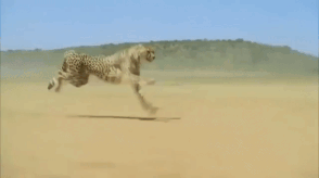 The world’s fastest land animal in all its glory