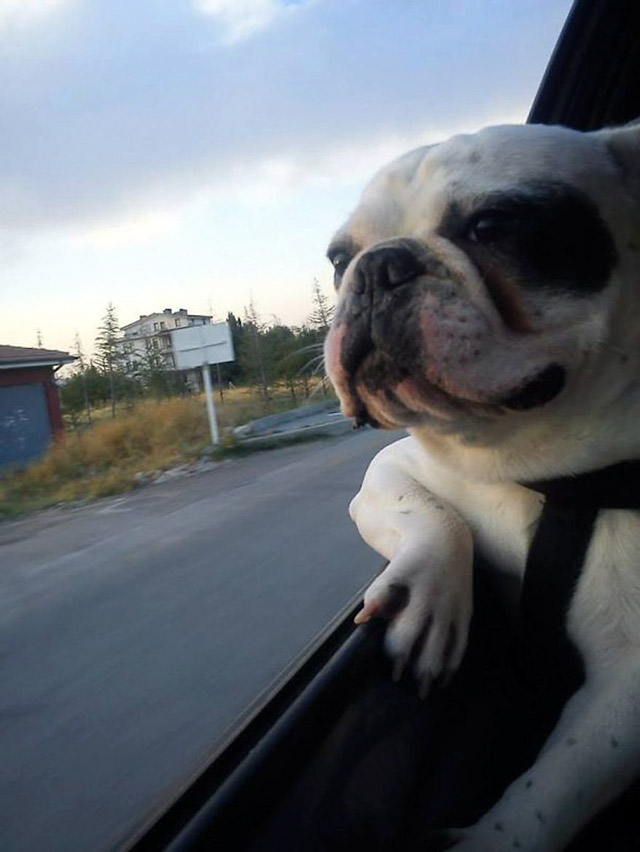 Dogs Enjoying Car Rides