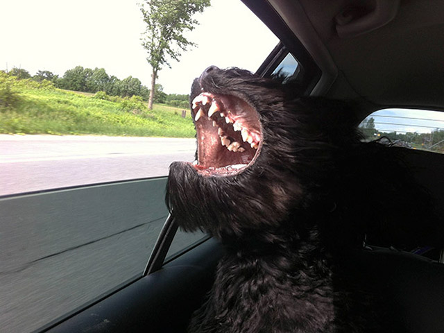 Dogs Enjoying Car Rides