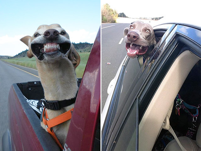 Dogs Enjoying Car Rides