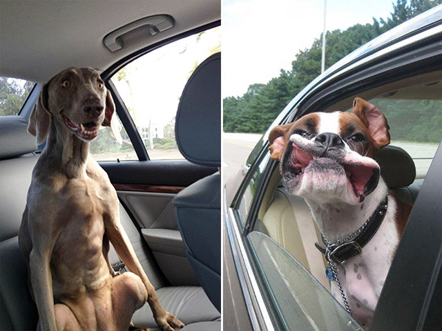 Dogs Enjoying Car Rides