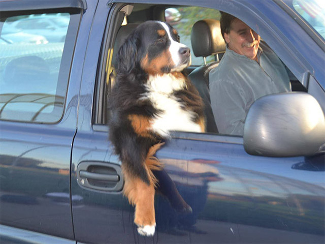 Dogs Enjoying Car Rides