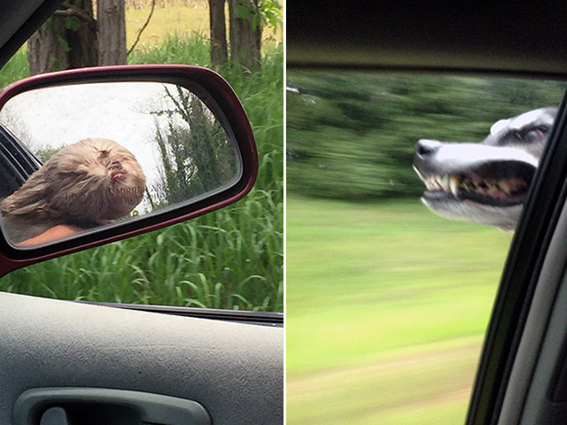 Dogs Enjoying Car Rides