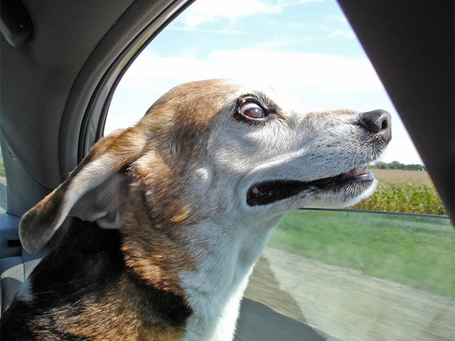 Dogs Enjoying Car Rides