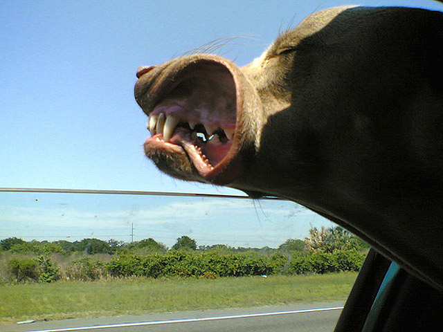 Dogs Enjoying Car Rides