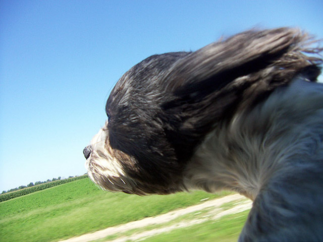 Dogs Enjoying Car Rides