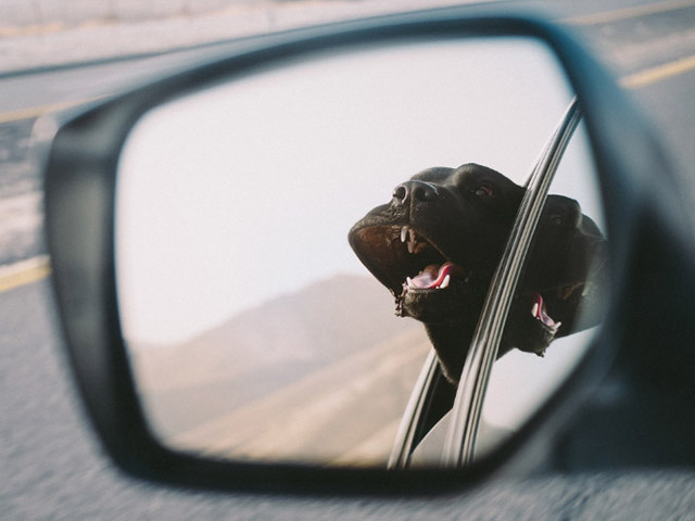 Dogs Enjoying Car Rides