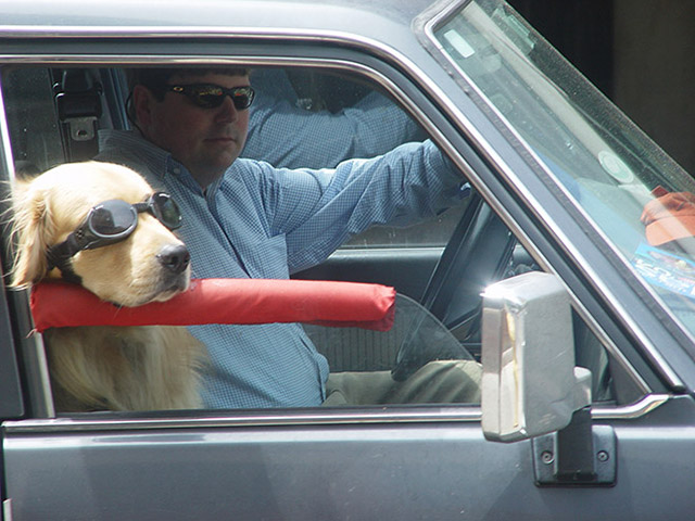 Dogs Enjoying Car Rides