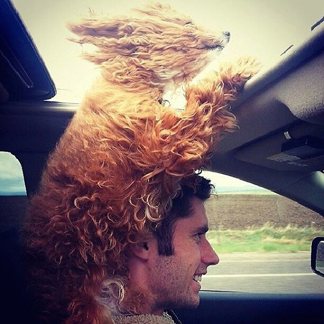 Dogs Enjoying Car Rides