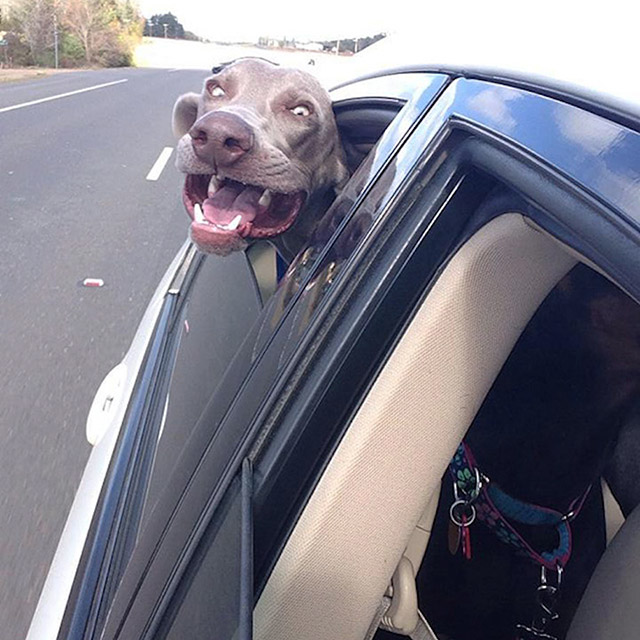 Dogs Enjoying Car Rides