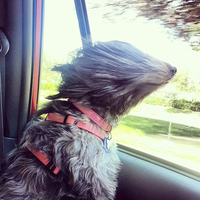 Dogs Enjoying Car Rides