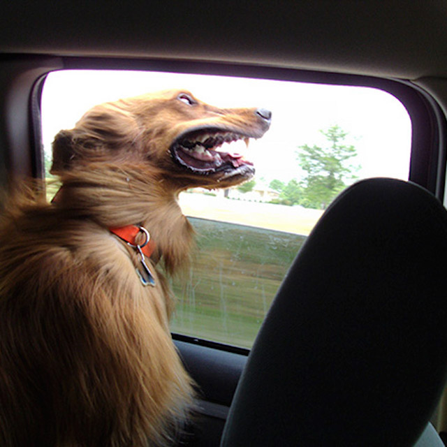 Dogs Enjoying Car Rides