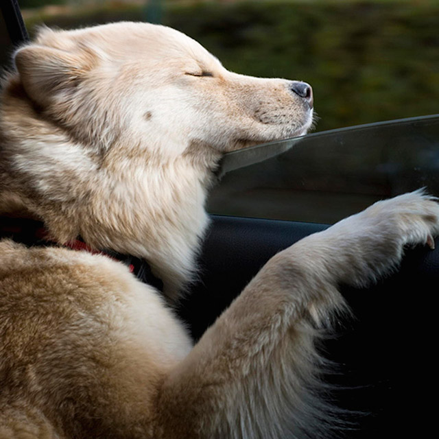 Dogs Enjoying Car Rides