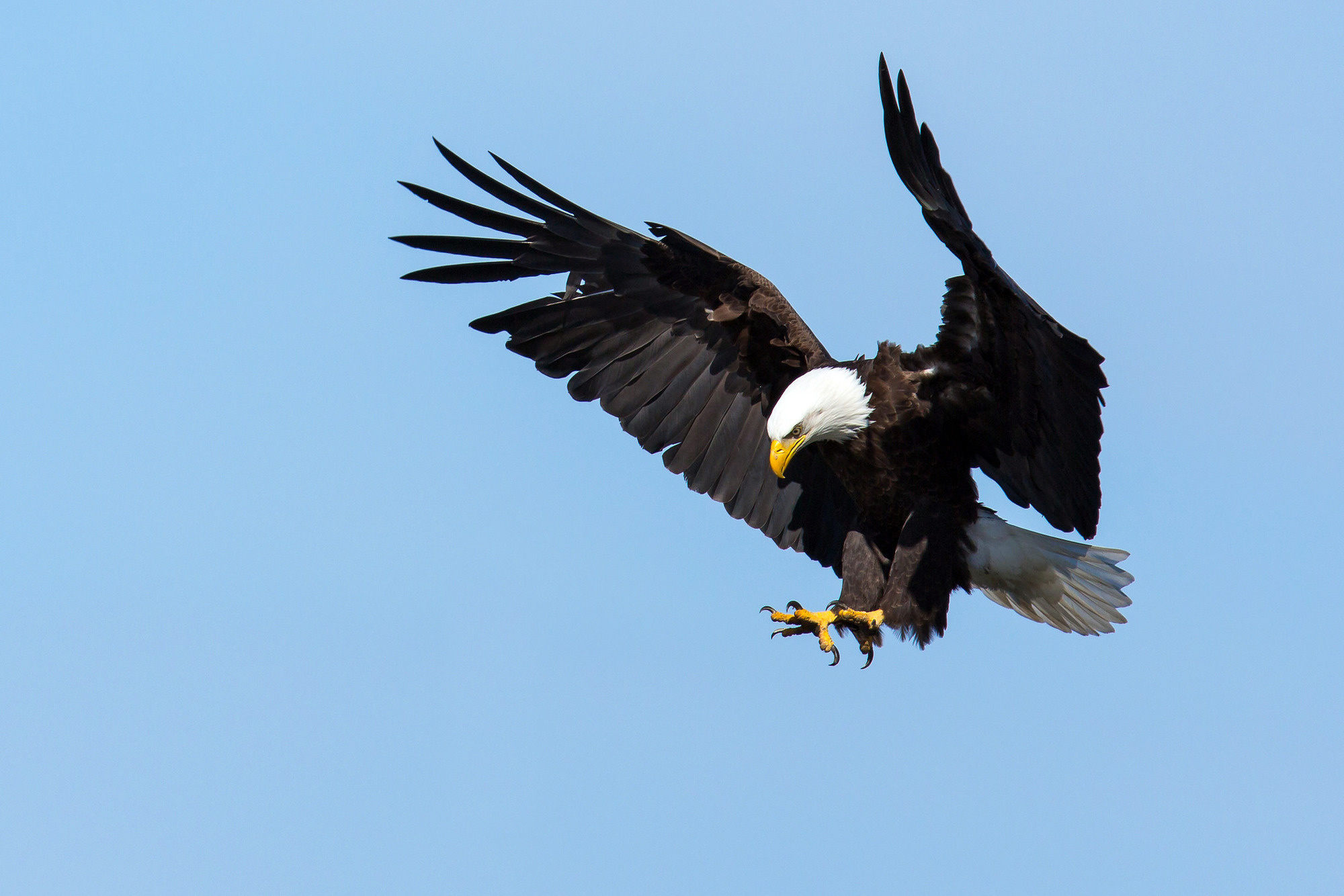 The bald eagle knows what to do when it loses one feather from a wing. The bird will simply lose a feather from the opposite wing to maintain its balance.