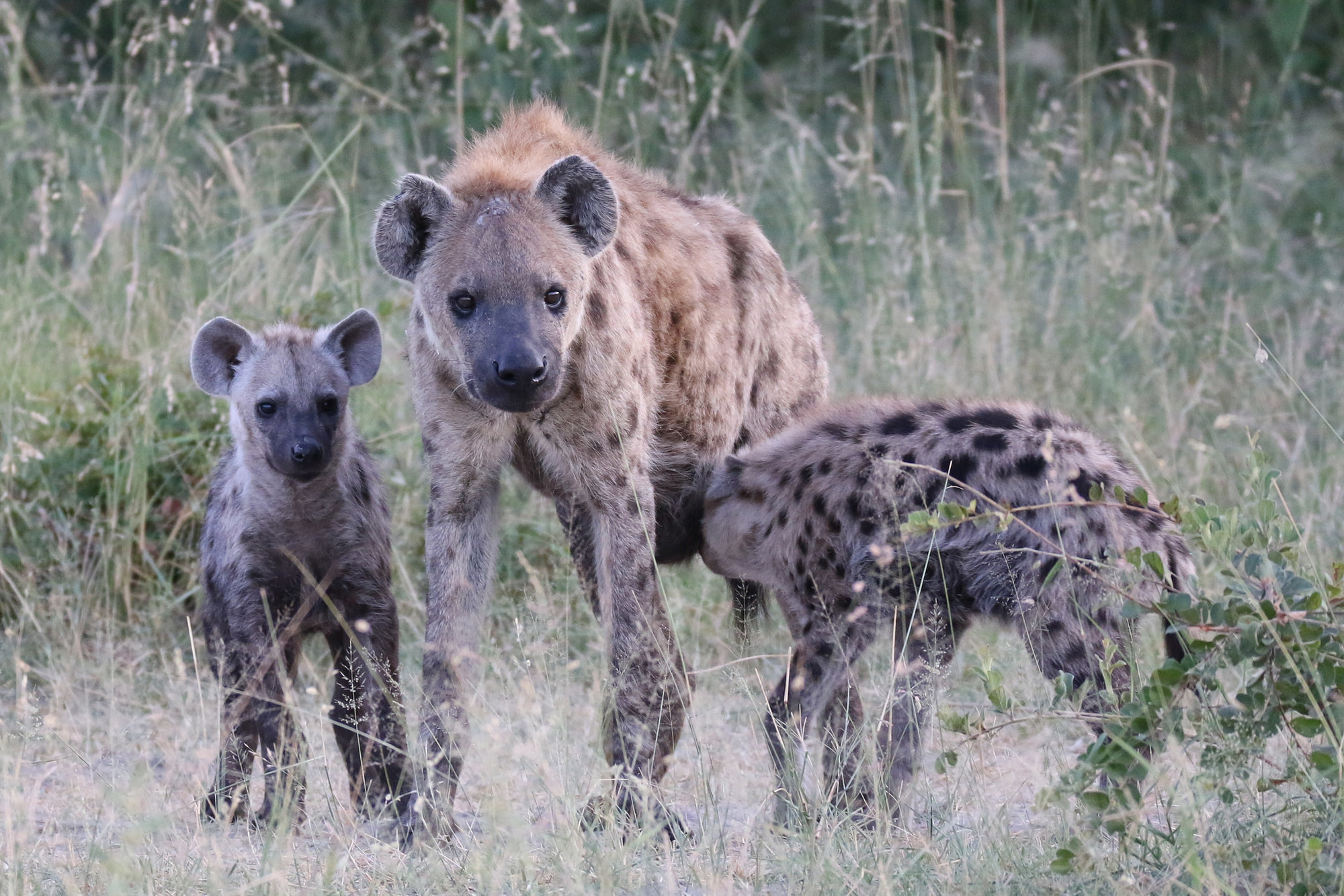 A hyenas researcher sued the giant Disney studio for defamation of character. He was not suing for himself but rather the portrayal of hyenas in the animated film The Lion King.