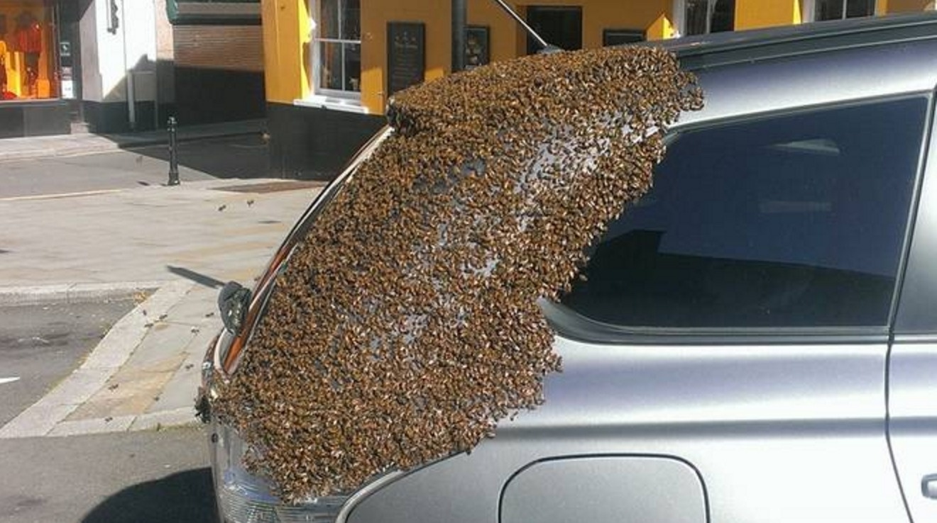 Bees are loyal subjects. When a queen bee found herself trapped in a car, her 20,000 bees stayed outside the car for two days until she was able to fly to freedom.
