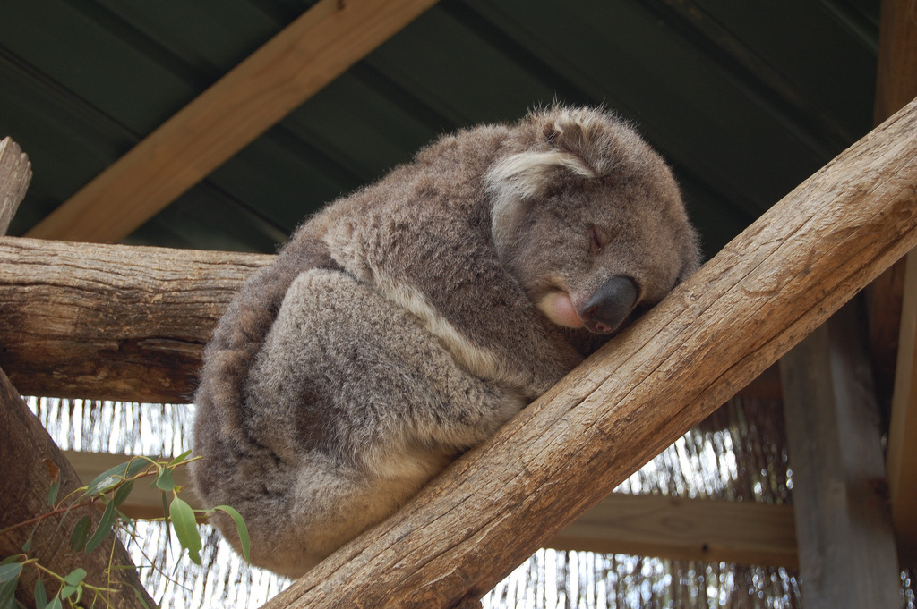 Koalas have it made. The marsupial sleeps around 20 hours per day.