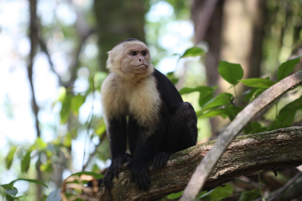 Capuchin male monkeys urinate on their hands, rubbing their fur with it afterwards. Turns out, this is to attract the female capuchins to mate.