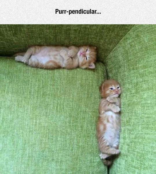 purr pendicular - Purrpendicular...