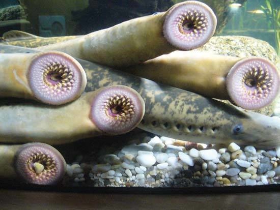 Lamprey Disease.
When searching for the jawless fish lamprey, be careful not to search the old email hoax 'lamprey disease.'