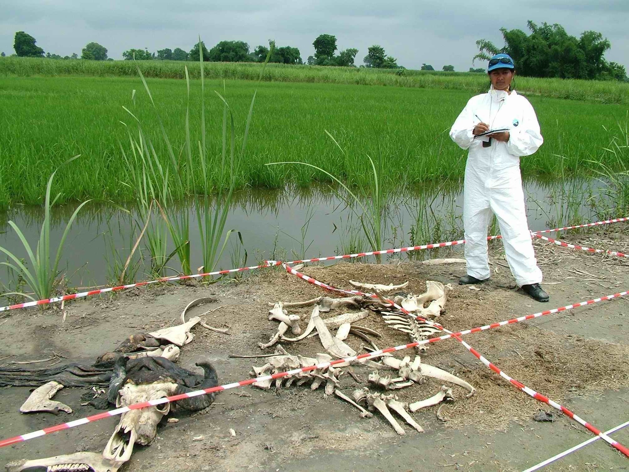 Body Farm.
The University of Tennessee Anthropological Research Facility is the original 'body farm,' a site where decomposition can be studied.