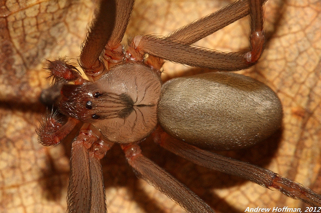Brown Recluse Spider Bite.
Bites from these poisonous spiders are the worst. You won't last a second looking at the image search results. Please don't do it.
