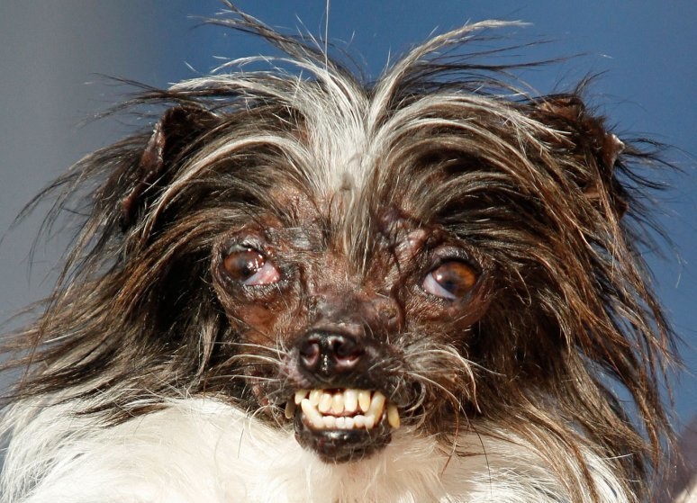 Peanut, the World's Ugliest Dog.
We actually love and adore this dog. Peanut is a rescue dog that survived a fire and is being cared for by his human Holly Chandler. In 2014, he was officially crowned the World's Ugliest Dog.