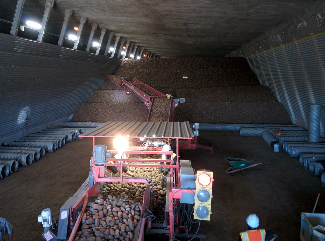 The inside of a potato storage facility