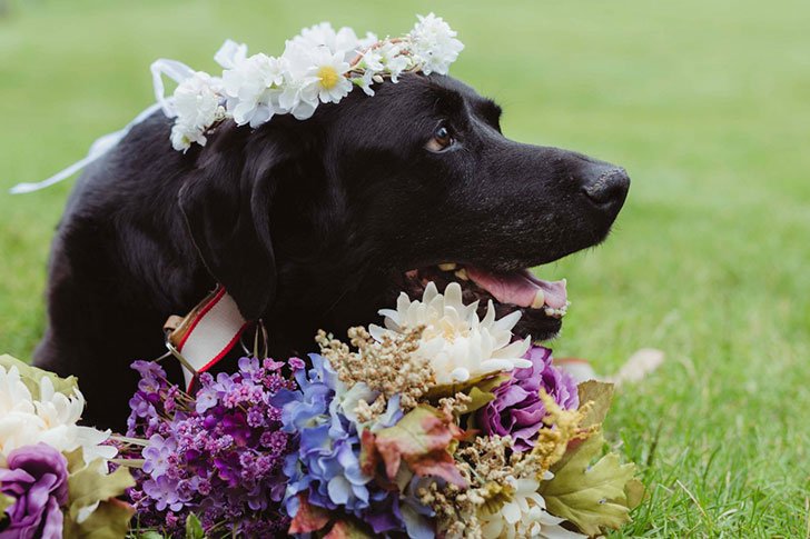 Kelly O’connell, met Charlie Bear when he was just 12 weeks old.

When O’connell first met Charlie – a black lab abandoned in a shopping cart outside a groccery store, in an animal shelter where she worked, she decided to take him home. “He came in, and I was like, ‘Yup. I’m taking this puppy home.'”