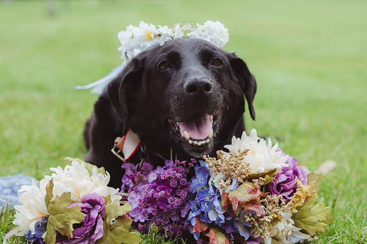 Charlie Bear was put to sleep a little over a week later on Sept.9.

He died peacefully at home, on front of the fireplace and surrounded by his family.