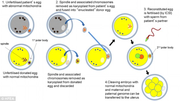 The Jordanian parents, who agreed to be part of this experiment, had two previous children die before the age of six due to a genetic disease. It works like this: