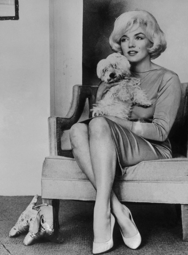 Frank Sinatra once gave Marilyn Monroe a maltese that she named “Mafia Honey.”