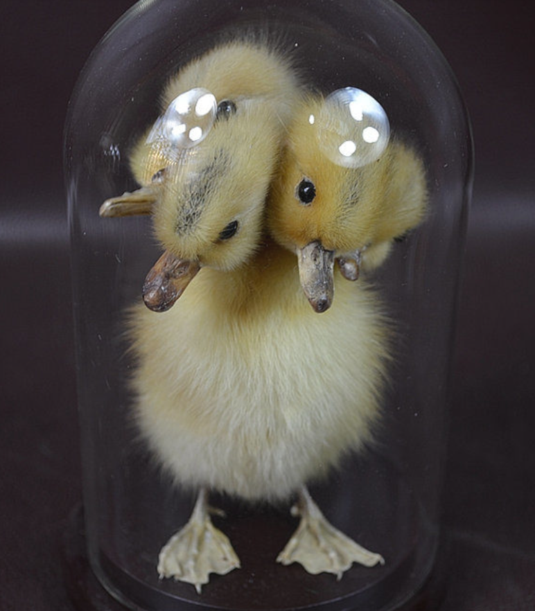 Why buy a taxidermy duckling with a single head when you can find one with five of them?