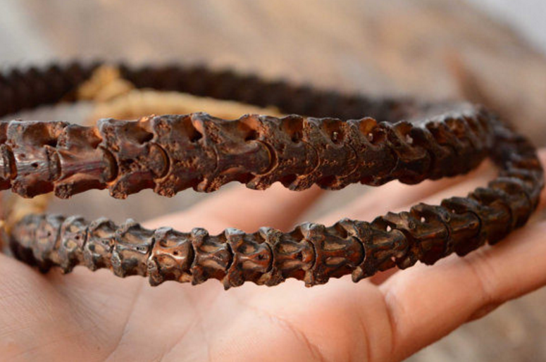 Wearing this snake vertebrae necklace won't make you look incredibly creepy at all.