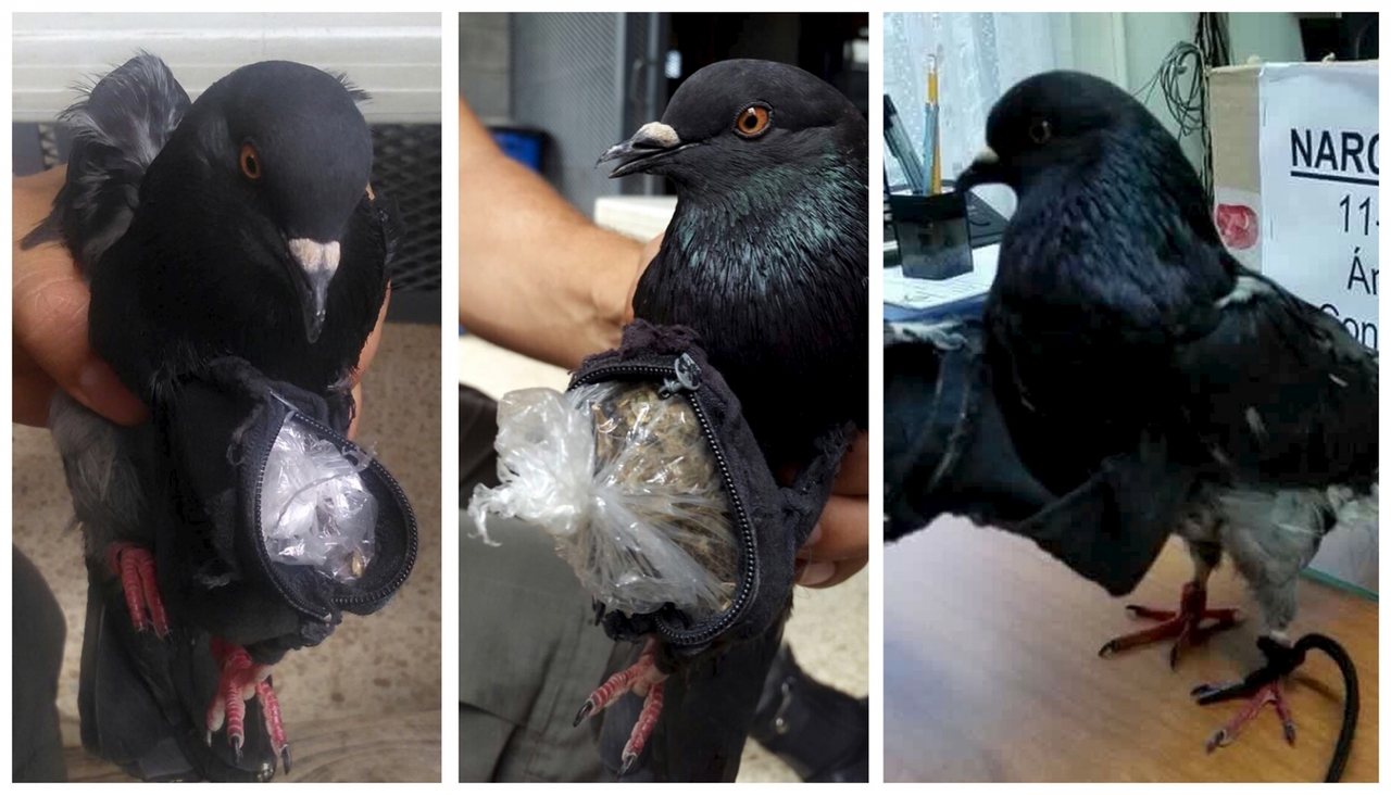 Pigeons were busted bringing coke and marijuana into Costa Rican prison