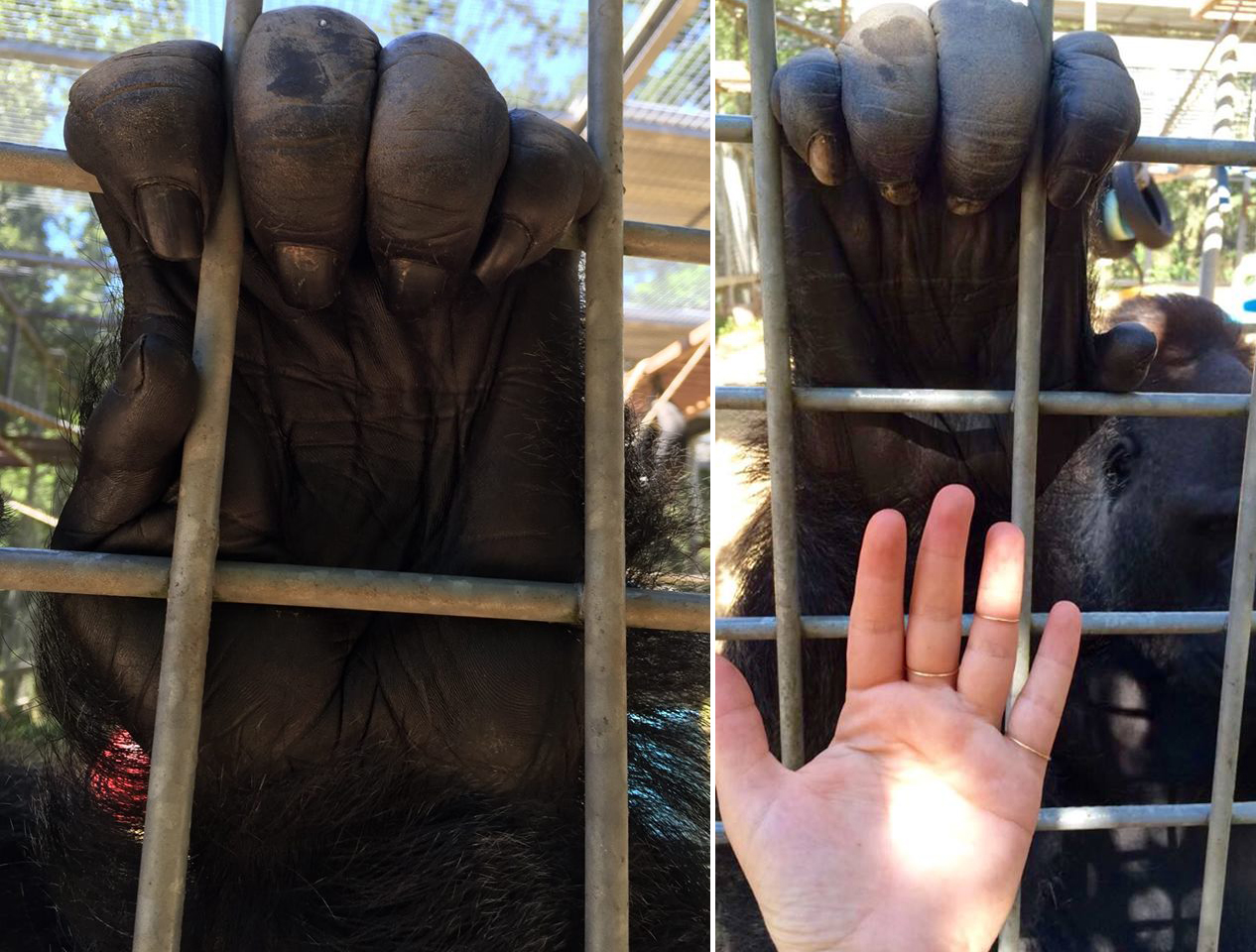 Gorilla hands up close